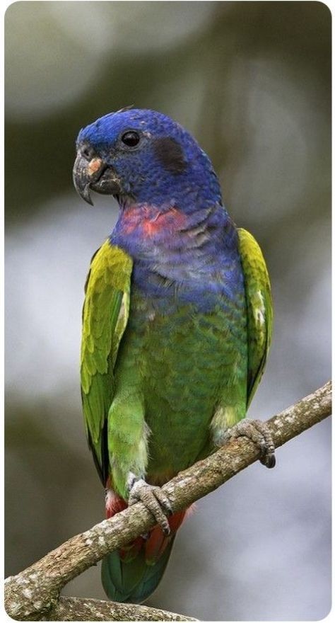 Blue-headed Parrot | Pionus menstruus Parrots Funny, Parrot Quotes, Cute Parrots, Beautiful Parrots, Birds Beautiful, Colourful Birds, Parrot Pet, Funny Parrots, Macaw Parrot