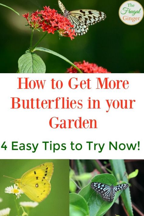 Shrub Landscaping, Monarch Butterfly Garden, Butterfly Garden Plants, Butterfly Garden Design, Landscaping Backyard, Butterfly Plants, Hummingbird Garden, House Yard, Best Plants