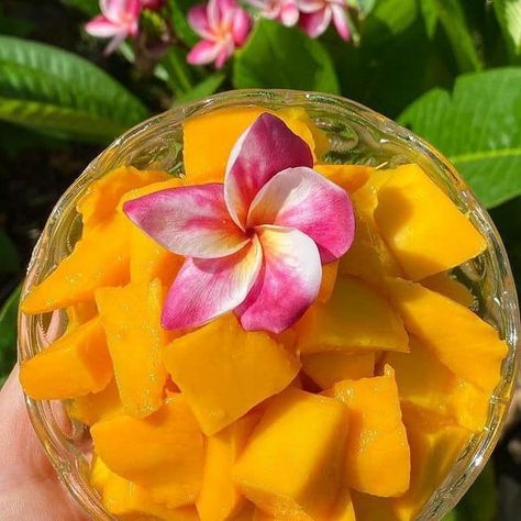 🌺🙏🏻🥭 Brazil Shoyo, Aesthetic Fruit, Fairy Food, Tropical Food, Cute Coquette, Party Food Buffet, Mango Fruit, Healthy Food Motivation, Flowers Aesthetic