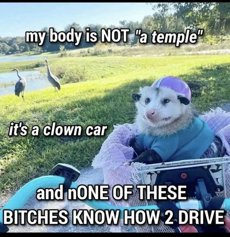 Possum Memes, Clown Car, Awesome Possum, Raccoon Funny, A Clown, Trash Panda, Random Memes, Funny Reaction Pictures, Animal Jokes