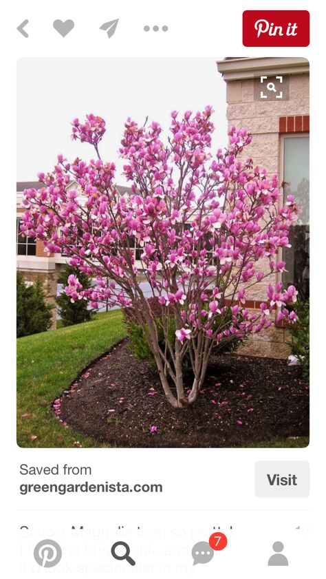 Saucer Magnolia Tree, Small Landscaping, Saucer Magnolia, Trees For Front Yard, Landscaping Trees, Small Front Yard Landscaping, Magnolia Tree, Front Yard Garden Design, Easy Landscaping