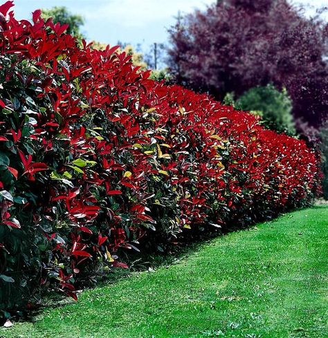 Top 10 Beautiful Plants You Can Grow Instead Of A Fence - Page 2 of 3 - Top Inspired Red Tip Photinia, Garden Hedges, Fence Plants, Privacy Plants, Natural Fence, Privacy Landscaping, Backyard Privacy, Flower Garden Design, Fast Growing Trees