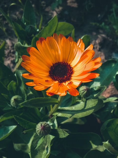 #beautiful #flower #instagram #aesthetic #feeds #story #ideas Calendula Flower Aesthetic, Calendula Aesthetic, Orange Flower Aesthetic, Phone Customization, Random Photography, Calendula Officinalis, Calendula Flower, Flowers Photography Wallpaper, Wrong Number