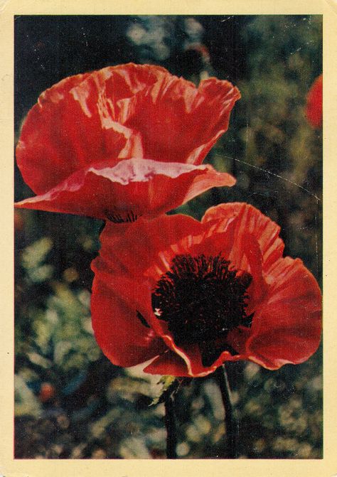 1950s Unlimited - sovietpostcards: Alpine poppies (1964) Red Flowers, Poppies, Frame, Flowers, Red, Black