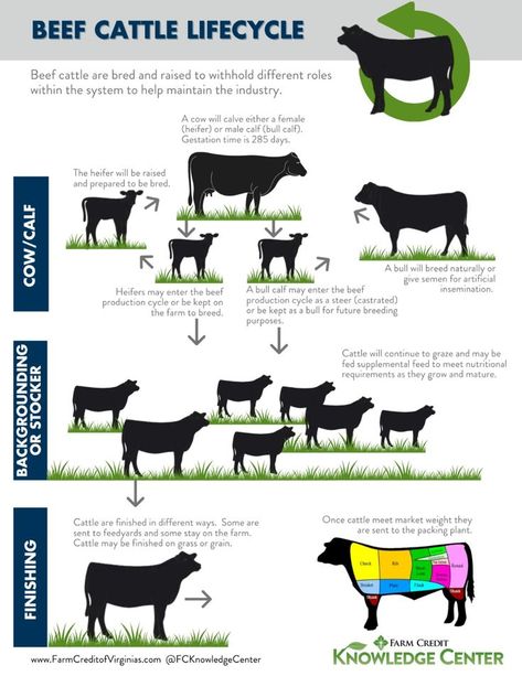 Understand the beef cattle production and lifecycle with information sheets and a blog article.  Perfect for student lessons! Crop Insurance, Animal Agriculture, Showing Livestock, Beef Cattle, Cow Calf, Production Process, Agriculture, Virginia, Cow