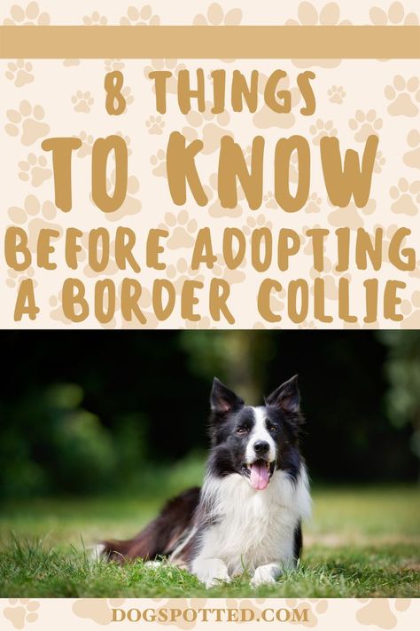 Before getting a border collie puppy, here are some facts about border collies and tips for raising border collies. Border Collie Puppy Training, Border Collie Facts, Brown Border Collie, Border Collie Puppy, Puppy Stages, Collie Puppy, Collie Puppies, Border Collie Puppies, Helpful Things