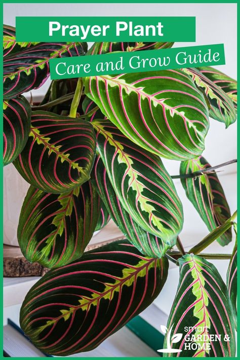 Prayer Plants Houseplant, Angel Plant Houseplant, Prayer Plant Tattoo, Prayer Plant Propagation, Red Prayer Plant, Herb Garden Indoor, Prayer Plant Care, Indoor Gardening Ideas, Angel Plant