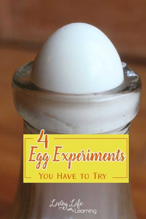 Experiments At Home, Egg Experiments, Science Boards, Kid Experiments, Easy Science Experiments, Science Activities For Kids, Science Curriculum, Easy Science, Preschool Science