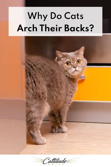 When cats are afraid, they’ll often arch their backs as a way to make themselves look larger. Their tails will often puff up, too. But this isn’t the only reason why cats arch their backs. Keep reading to find out other reasons why cats arch their backs—one of which is pretty darn cute! Cat Behavior Chart, Cat Behavior Facts, Cat Behavior Problems, Cat Health Problems, Cat Tips, Average Person, Bad Cats, Cat Help, Cat Behavior