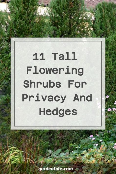 Enhance the privacy of your outdoor space with a delightful touch by incorporating vibrant flowering shrubs. These colorful hedges not only provide seclusion but also bring in a blend of hues, scents, and visual interest to your yard. Embrace nature's beauty. Tall Shrubs In Front Of House, Bushes For Privacy, Privacy Shrubs, Fast Growing Privacy Shrubs, Azaleas Care, Hedges Landscaping, Privacy Landscaping Backyard, Tall Potted Plants, Flower Hedge