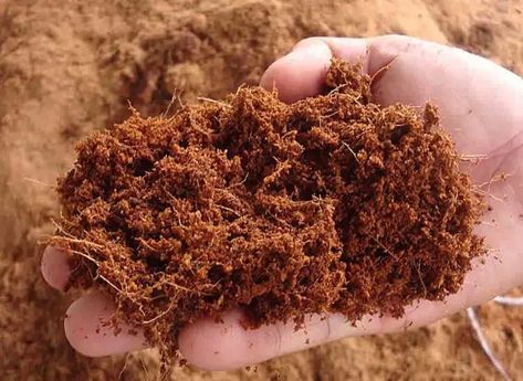 Coco Coir vs Peat Moss: Differences + Which to Use Tropical Islands Paradise, Strange Flowers, Hydroponic Growing, Coconut Grove, Grow Bags, Peat Moss, Coconut Fiber, Garden Fertilizer, Container Plants