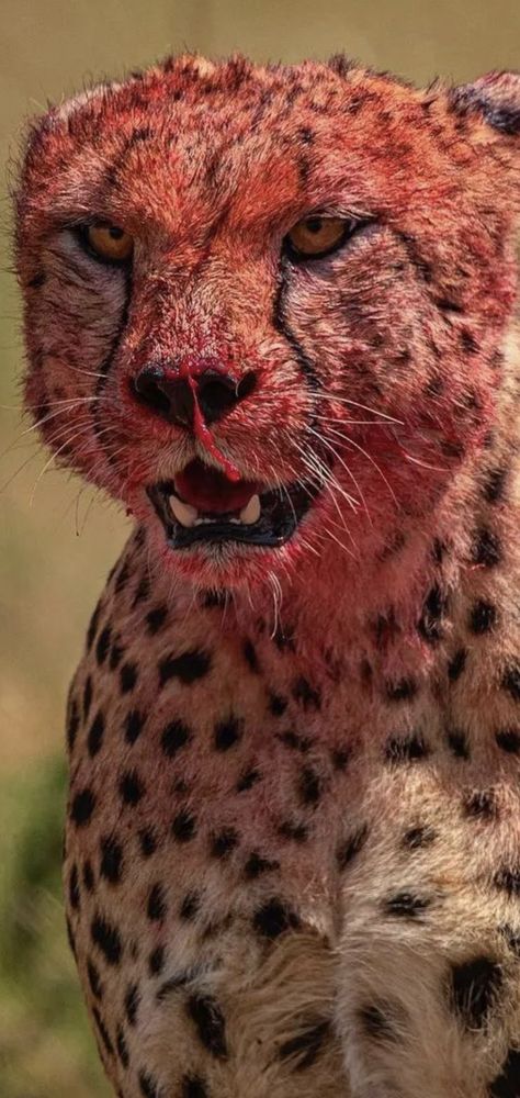 Cheetah 🐆 Cheetah Face, Aesthetic Phone, Zoology, Life Is Hard, Animal Wallpaper, Animal Planet, Big Cats, Picture Wall, Animals Beautiful