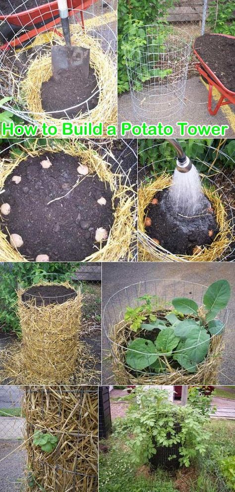 Potato Garden, Potato Tower, Potato Gardening, نباتات منزلية, Diy Trellis, Plants Growing, Tower Garden, Garden Veggies, Veg Garden