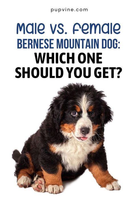 Male Vs. Female Bernese Mountain Dog: Which One Should You Get? Great Bernese, Golden Mountain Dog, Male Vs Female, Working Dogs Breeds, Bernese Mountain Dog Puppy, Dog Adventure, Mountain Dog, Bernese Mountain, Adventure Camping