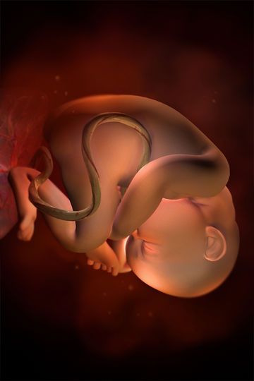 Baby Trimester By Weeks, 35 Weeks Pregnant, Amniotic Fluid, Baby Kicking, Fetal Development, Mang Thai, Unborn Baby, Trimesters Of Pregnancy, Third Trimester