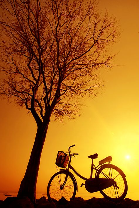 Image Zen, Expressions Photography, Silhouette Photography, Sunset Silhouette, 강아지 그림, Bicycle Art, Lukisan Cat Air, Beautiful Nature Wallpaper, Alam Yang Indah