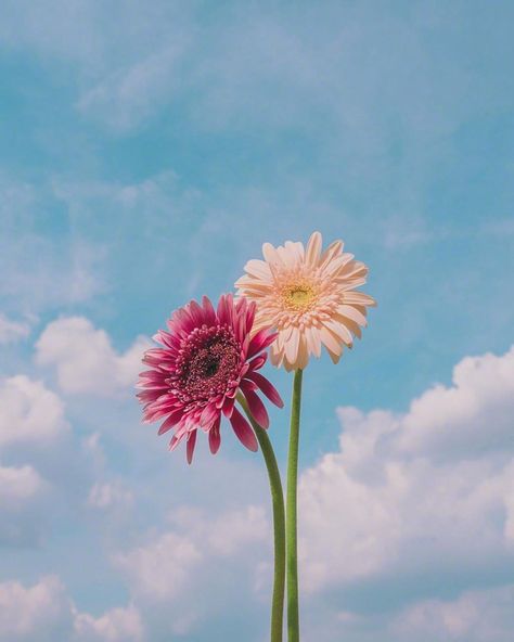 Samsung Mobile Phone, Iphone Wallpaper Landscape, Pretty Wallpapers Tumblr, Flowers Photography Wallpaper, Flower Iphone Wallpaper, Sunflower Wallpaper, Cute Flower Wallpapers, Wallpaper Nature Flowers, Spring Wallpaper