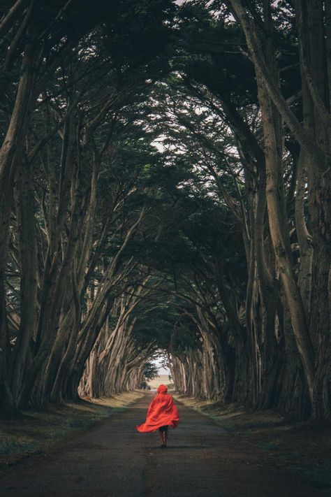 Cypress Tree Tunnel by: Andy To Cypress Tree Tunnel, Tree Tunnel, Tree Background, Scenic Photos, Big Bad Wolf, Cypress Trees, Destination Voyage, Napoleon Hill, Little Red Riding Hood