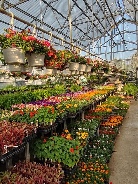 Our annual house is in full blossom with colorful annual flats and hanging baskets! #lintonsgardencentre #hangingbaskets #annual plants Green House Flowers, Invernaderos Ideas, Plant Nursery Ideas, Greenhouse Flowers, Plant Greenhouse, Gardening Wallpaper, Garden Center Displays, Nursery Plant, Nursery Plants