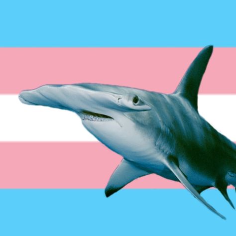 Trans Shark, Silly Templates, Silly Shark, Shark Board, Shark Pfp, Shark Whale, All About Sharks, Hammerhead Shark, Whale Shark