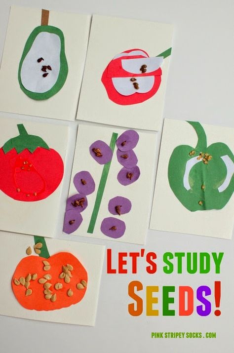 Super easy and fun kids STE activity- studying seeds! Kids Stem Activities, Preschool Garden, Plant Activities, Plants Unit, Kid Science, Spring Preschool, Plant Science, Kindergarten Science, Aktivitas Montessori