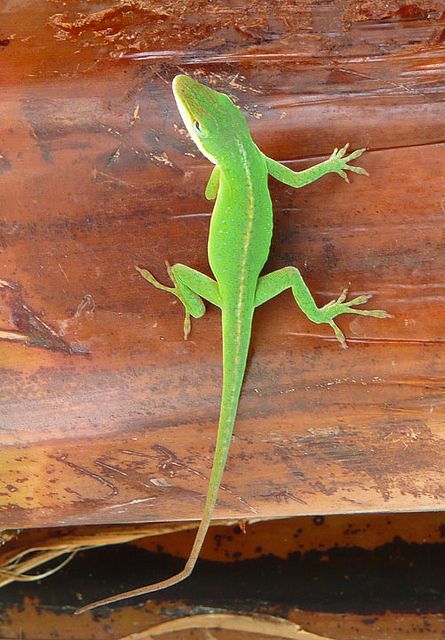 Green gecko on the Big Island of Hawaii Hawaiian Quilts, Cute Reptiles, Big Island Hawaii, Hawaiian Style, Hawaii Island, Hawaiian Islands, Reptiles And Amphibians, Gecko, Big Island