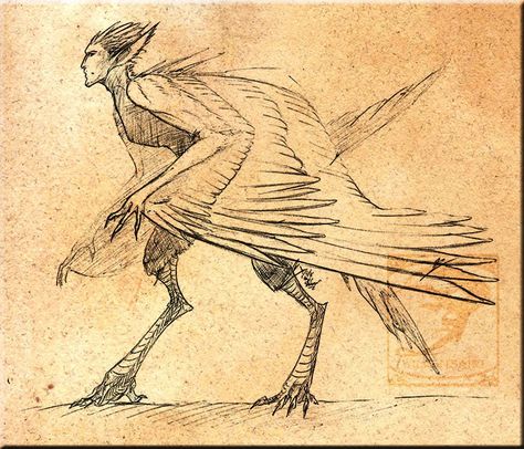 Beware. Male Harpy Art, Bird Man Character Design, Harpy Sketch, Male Harpy, Bird Hybrid, Creatures Mythical, Bird Man, Winged People, Bird People