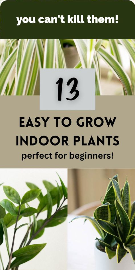 spider plant, snake plant and zz plant Inside House Plants, Low Maintenance Indoor Plants, Easy To Grow Houseplants, Easy Indoor Plants, How To Water Succulents, Indoor Cactus, Cactus Care, Herb Planters, Inside Plants