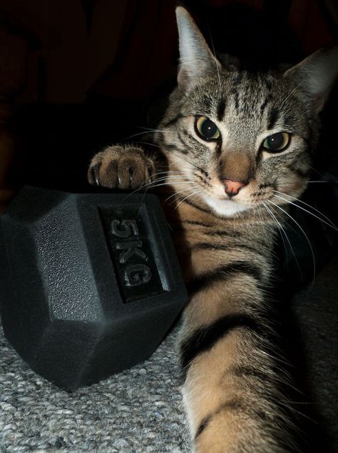 #121 “it Is My Dumbbell Now!” Cat Workout, Cat Gym, Cat Work, Gym Memes, Out Of Reach, Gym Humor, Workout Aesthetic, Silly Cats, The Act