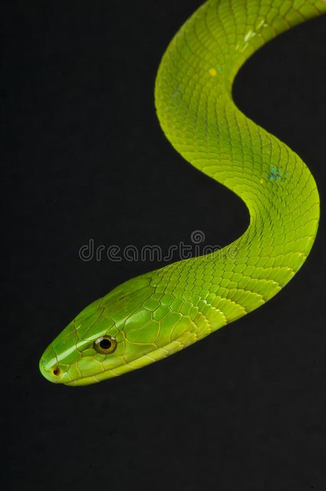 Green mamba. The eastern green mamba or common mamba (Dendroaspis angusticeps) i , #Sponsored, #common, #Dendroaspis, #angusticeps, #green, #Green #ad Green Mamba, Mamba Snake, Lilac Breasted Roller, African Animals, Design Reference, Snakes, Venom, Reptiles, Kenya