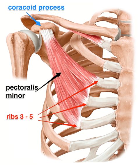 Serratus Anterior, Shoulder Anatomy, Sports Massage Therapy, Gross Anatomy, Pectoral Muscles, Yoga Anatomy, Musculoskeletal System, Human Body Anatomy, Muscle Anatomy