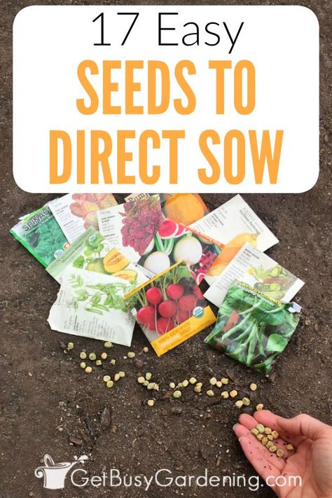 Did you know that some seeds are much easier to grow outdoors than they are to start indoors? There are tons of different types of seeds that you can plant directly in the garden. If you're a new gardener, it's best to start with easy seeds to direct sow. Then once you gain some confidence, you can move on to growing other types of seeds too. Check out my list of the easiest seeds to direct sow (vegetables, herbs and flowers). #seeds #seedstarting #gardening #plants Types Of Seeds, Different Types Of Seeds, Growing Tomatoes In Containers, Types Of Herbs, Herbs And Flowers, Garden Types, Home Vegetable Garden, Easy Plants, Growing Seeds