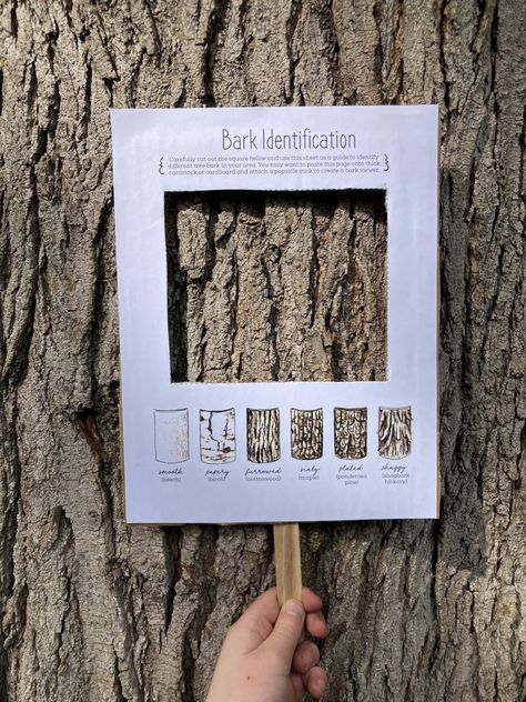 8 Creative Ways to Study Trees with Kids Ways To Study, Maluchy Montessori, Forest School Activities, About Trees, Tree Study, Nature School, Outdoor Education, Wonders Of Nature, Outdoor Classroom