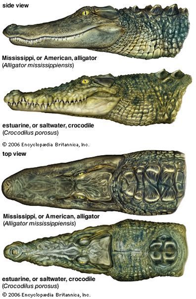 Crocodile vs Alligator. Note the difference in jaw shape (alligator is a U shape, crocodile more of a V), the back of the necks, and that the crocodile's bottom teeth are visible when its mouth is closed. Don't trust labels on pictures. I see lots of alligators and crocodiles mislabeled even on respectable/scientific sites. Everyone makes mistakes...including me. Reptiles Preschool, Reptiles Activities, Alligators Art, Crocodile Animal, Cute Reptiles, Animal Study, Crocodiles, Animal Facts, Prehistoric Animals