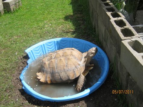 tortoise bath Outdoor Tortoise Enclosure, Russian Tortoise Diet, Tortoise House, Tortoise Enclosure, Russian Tortoise, Tortoise Care, Tortoise Habitat, Turtle Habitat, Desert Tortoise