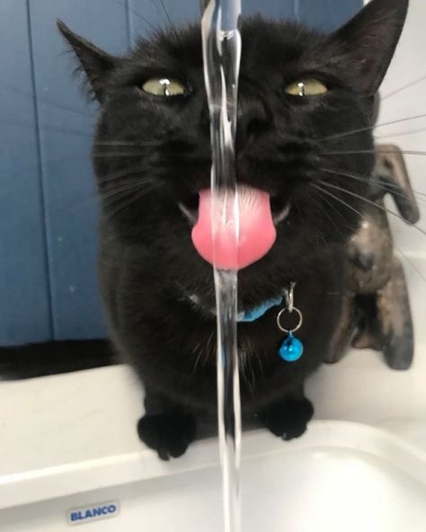 Cats Drinking Water, Drinking Water Meme, Cat Drinking Water, Water Meme, Random Cat, Cat Poses, Cheezburger Cat, Cats Pictures, Pet Photos