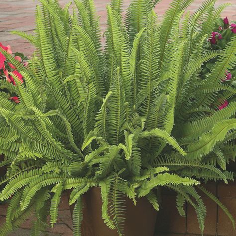 Kimberly Fern, Kimberly Queen Fern, Miami House, Kitchen Window Sill, Types Of Texture, Miami Houses, Improve Indoor Air Quality, Gardening Hacks, Plant Stem