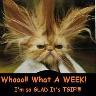 Tgif Funny, Friday Quotes Funny, Its Friday Quotes, Friday Humor, Funny Cat Pictures, Picture Captions, E Card, Funny Animal Pictures, Tgif