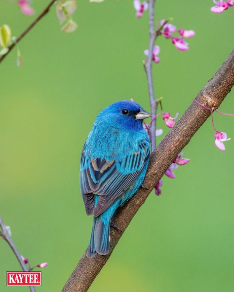 Blue Bunting Bird, Indigo Bunting Tattoo, Indigo Bunting Bird, Bird Of Paradise Yoga, Minnesota Birds, Bunting Bird, Indigo Bunting, Blue Bunting, Bird Feeding