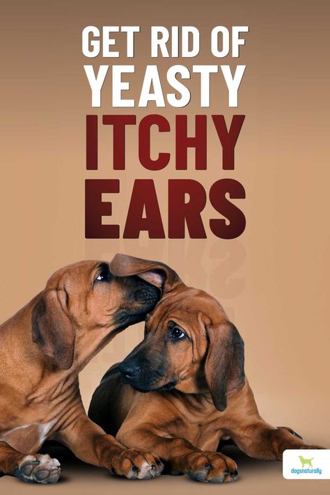 How To Treat Ear Infections In Dogs, Home Remedy For Dog Ear Yeast, Yeast Infection Dogs, Dogs Ears Itching Remedies, Dog Scratching Remedies, Dog Ear Wash Recipe, Dogs With Yeast Problems, Dog Shaking Head Ears, Dog Ear Infections