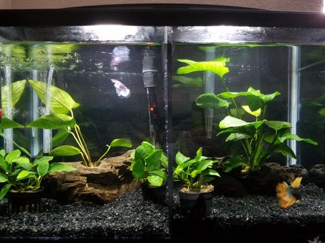 3 Gallon Tank Ideas, 10 Gallon Betta Tank Ideas, Betta Community Tank, Divided Betta Tank, Betta Aquascape, Betta Tanks, 10 Gallon Fish Tank, Tank Terrarium, Fish Tank Terrarium