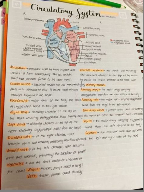 Life processes Heart Structure, Learn Biology, Nurse Study, Notes Study, Short Notes, Medicine Notes, Nursing School Motivation, Basic Anatomy And Physiology, Nurse Study Notes