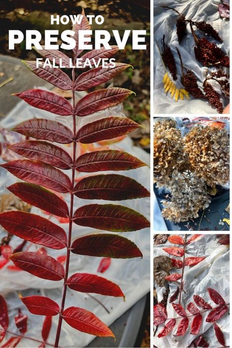 How To Save Leaves, How To Display Fall Leaves, How To Save Fall Leaves, Fall Leaves Decorations Diy, Preserve Fall Leaves How To, How To Dry Leaves For Decoration, How To Preserve Branches With Leaves, Art With Dry Leaves, Diy Fall Decor With Real Leaves