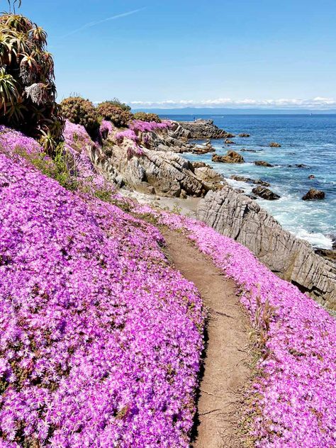 California Coast Road Trip, Pacific Grove California, California Bucket List, Carmel California, Wild Poppies, Monterey California, Pacific Grove, Cypress Trees, California Art