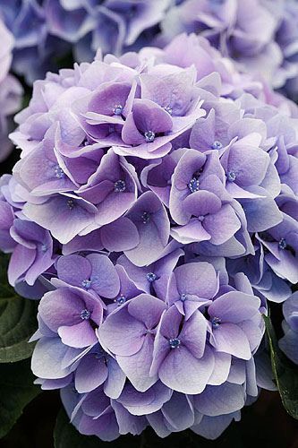 Hydrangea Types, Hydrangea Potted, Foamiran Flowers, Hydrangea Garden, Hydrangea Macrophylla, Hydrangea Purple, Deco Floral, Hydrangea Flower, Garden Flowers