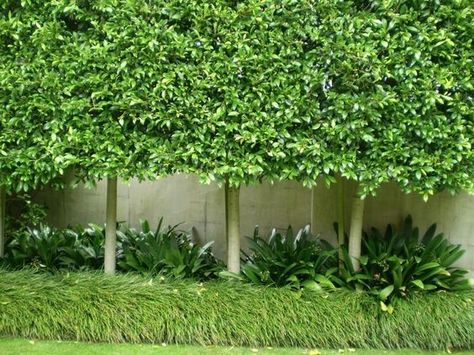 Pleached Ficus hillii/ remove 3' wide tile flr frm wall edge. Plant 30; ficus trees. Form privacy fence above stucco wall. I hv seen in Beverly Hills. Ficus Hedge, Ficus Microcarpa, Garden Hedges, Hedging Plants, Front Garden Design, Areas Verdes, Home Landscaping, Tree Farm, Courtyard Garden