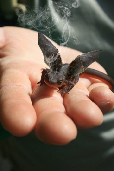 how to train a dragon/ there is an animal that looks just like this.  He is on display at the Roger Williams Zoo. Baby Toothless, Breathing Fire, Picture Prompts, Pet Dragon, Animale Rare, Night Fury, Little Dragon, Baby Dragon, Toothless