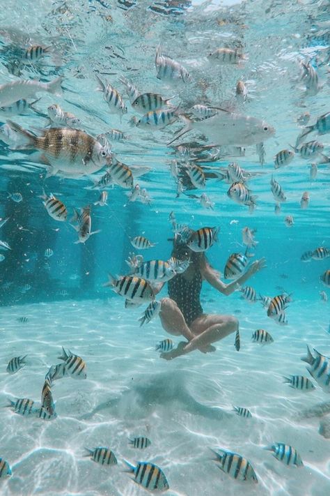 Aesthetic picture of Perhentian Island, Malaysia. Discover more photos of Anna Stoykov with On The Road Again Perhentian Island, Malaysia Resorts, Travel Tropical, Best Snorkeling, Malaysia Travel, Cute Fish, Aesthetic Picture, Spring Trip, On The Road Again