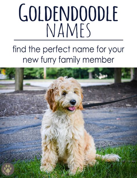 Micro Goldendoodle, Goldendoodle Names, English Goldendoodle, Doodle Name, Puppy Development, Golden Doodle Dog, Cute Names For Dogs, Puppy 101, Goldendoodle Puppies