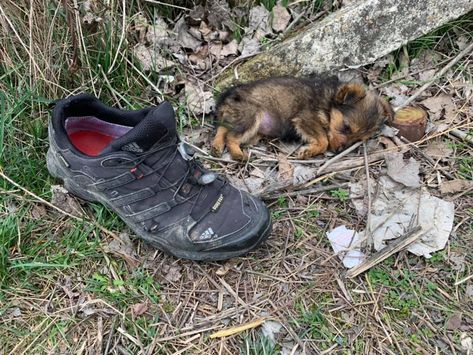 Man Finds Tiny Puppy Living In Shoe And Gives Him Beautiful New Life. – InspireMore Tiny Puppy, Old Boots, Take Shelter, Tiny Puppies, Animal Print Wallpaper, Puppy Names, Old Shoes, Save Animals, Tiny Dogs